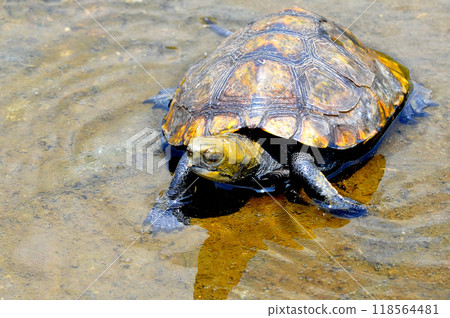 Wild stone turtle walking on the riverbank embankment Wild stone turtle walking on the riverbank embankment 118564481
