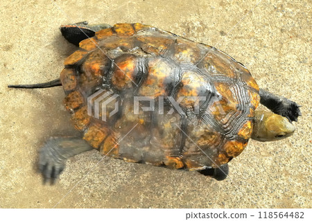 Wild stone turtle walking on the riverbank embankment Wild stone turtle walking on the riverbank embankment 118564482