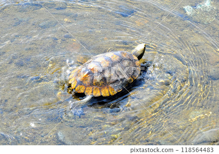 Wild stone turtle walking on the riverbank embankment Wild stone turtle walking on the riverbank embankment 118564483