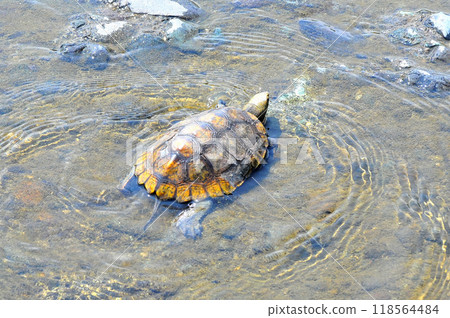 一隻野生石龜在河岸上行走 一隻野生石龜在河岸上行走 118564484