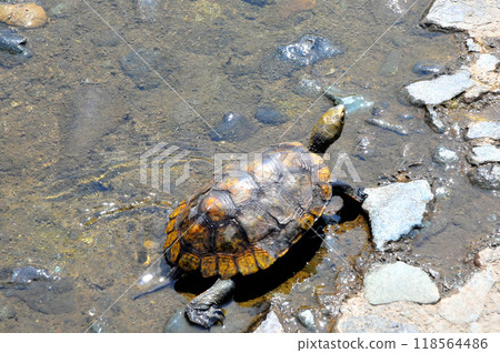 一隻野生石龜在河岸上行走 一隻野生石龜在河岸上行走 118564486