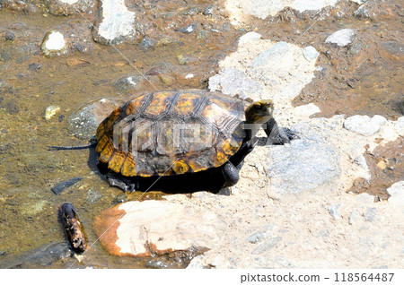 Wild stone turtle walking on the riverbank embankment Wild stone turtle walking on the riverbank embankment 118564487