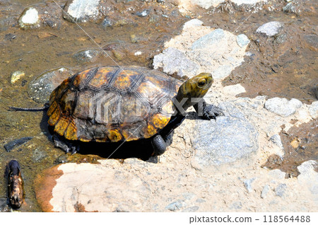 Wild stone turtle walking on the riverbank embankment Wild stone turtle walking on the riverbank embankment 118564488