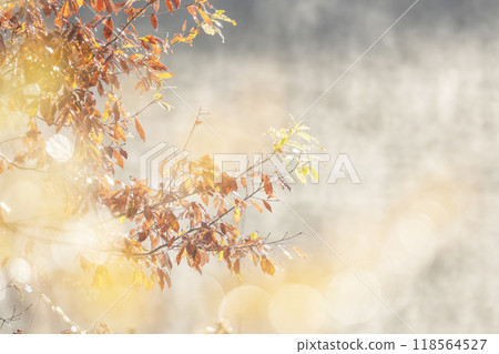 水面上的落葉 - 秋冬彩色影像（翁原湖周圍） 118564527