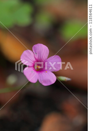 Pink cat sorrel flowers blooming in the autumn field 118564611