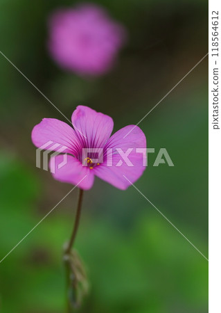 Pink cat sorrel flowers blooming in the autumn field 118564612