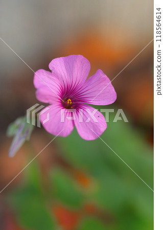 Fairy-tale-like Oxalis tuberosa blooming in the wild 118564614