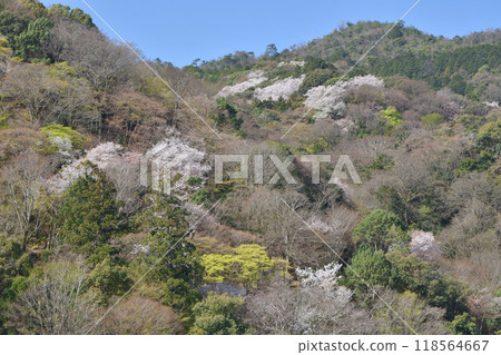 Arashiyama櫻桃樹 118564667