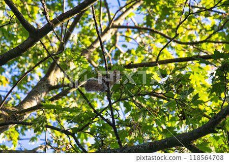Squirrel in Kensington Gardens, London, England Squirrel in Kensington Gardens, London, England 118564708