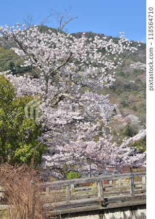 嵐山櫻花和中之島大橋 118564710