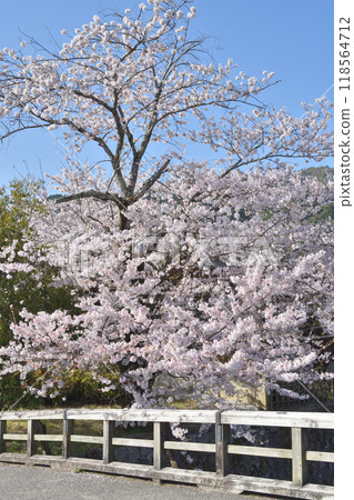 嵐山櫻花和中之島大橋 118564712