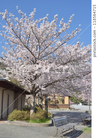 Arashiyama櫻桃樹 118564715