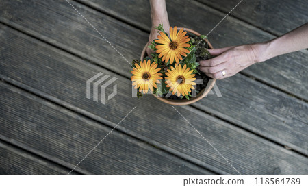 Overhead view of female hands planting beautiful orange flowers in a clay pot Overhead view of female hands planting beautiful orange flowers in a clay pot 118564789