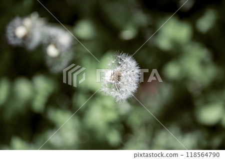 Top view of a delicate dandelion bulb flower Top view of a delicate dandelion bulb flower 118564790