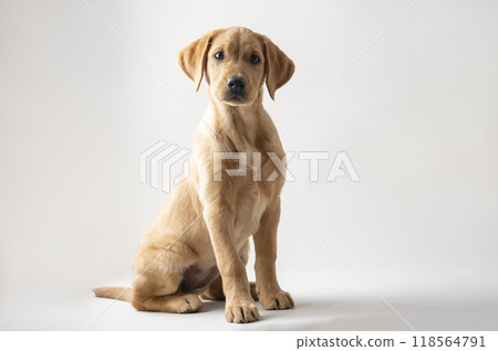 Studio sot of a beautiful purebred young golden labrador retriever puppy sitting Studio sot of a beautiful purebred young golden labrador retriever puppy sitting 118564791