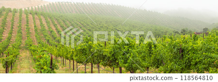Beautiful Grape Vineyard Landscape Banner. Beautiful Grape Vineyard Landscape Banner. 118564810