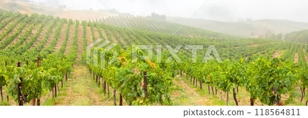 Beautiful Grape Vineyard Landscape Banner. 118564811