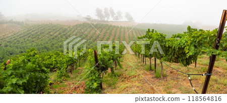 Beautiful Grape Vineyard Landscape Banner. 118564816