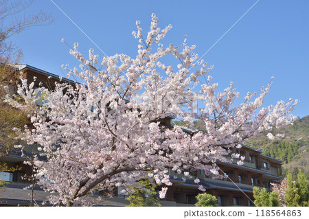 Cherry tree of Arashiyama 118564863