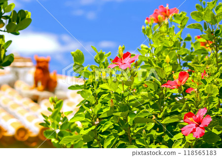 Mensore Okinawa Blue sky、red hibiscus 和 shisa Mensore Okinawa Blue sky、red hibiscus 和 shisa 118565183