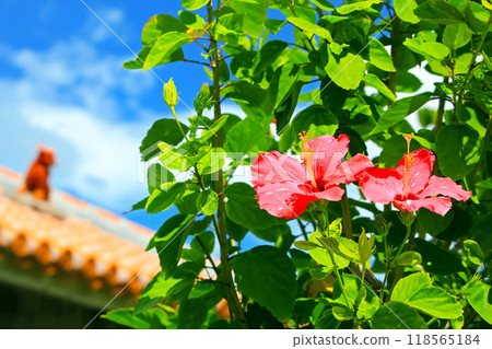 Mensore Okinawa Blue sky、red hibiscus 和 shisa 118565184