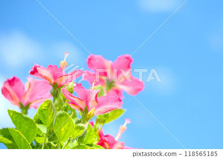 High Key 沖繩的藍天紅芙蓉 118565185