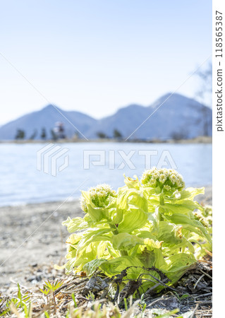 早春的洞爺湖，洞爺湖町 118565387