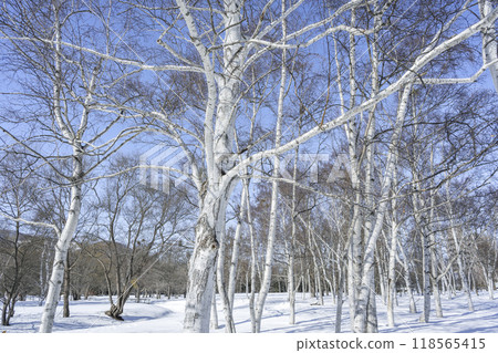 冬季白樺林,真駒內公園,札幌 冬季白樺林,真駒內公園,札幌 118565415