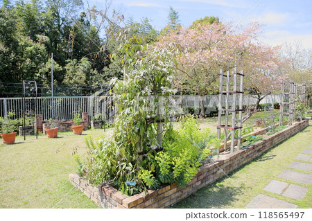 Refreshing Cinnamon Flowers 118565497