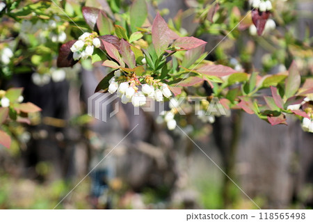 Cute blueberry flowers 118565498