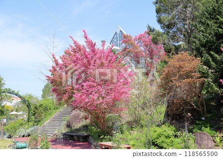 Gorgeous red witch hazel flowers Gorgeous red witch hazel flowers 118565500