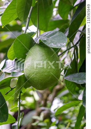 Lemon Ponterosa, also known as Jumbo Lemon Lemon Ponterosa, also known as Jumbo Lemon 118565649