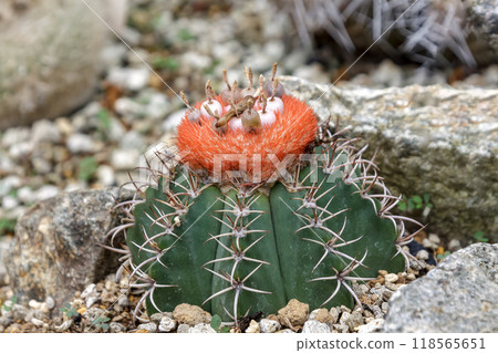 Merocactus，仙人掌科多肉植物：Matanzanus 118565651
