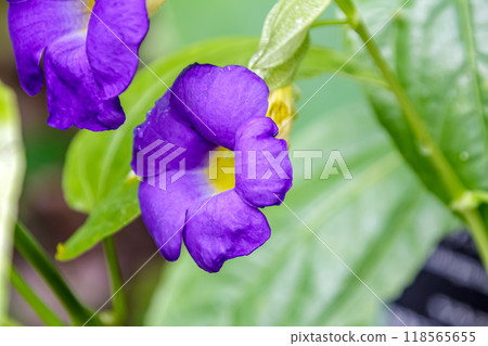 Thunbergia batiscombei is an evergreen shrub that resembles a morning glory. Thunbergia batiscombei is an evergreen shrub that resembles a morning glory. 118565655