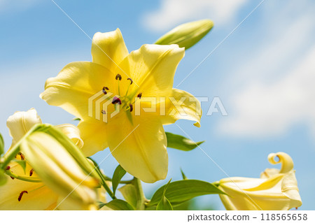 房子周圍鮮花盛開 - 各個季節 - 初夏 - 大而清爽的黃色百合花已經綻放。 118565658