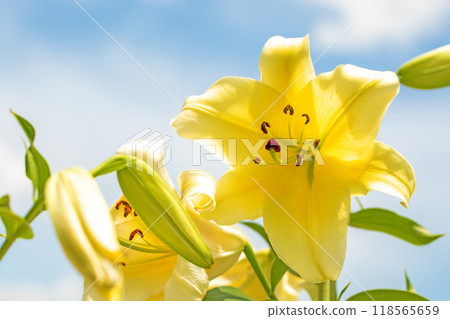 Flowers around the house, various for each season. In early summer, large, refreshing yellow lilies have bloomed. Flowers around the house, various for each season. In early summer, large, refreshing yellow lilies have bloomed. 118565659