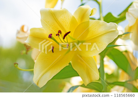 房子周圍鮮花盛開 - 各個季節 - 初夏 - 大而清爽的黃色百合花已經綻放。 118565660