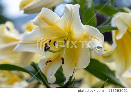 Flowers around the house, various for each season. In early summer, large, refreshing yellow lilies have bloomed. Flowers around the house, various for each season. In early summer, large, refreshing yellow lilies have bloomed. 118565661