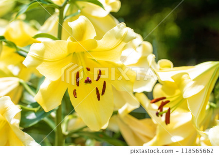 房子周圍鮮花盛開 - 各個季節 - 初夏 - 大而清爽的黃色百合花已經綻放。 118565662