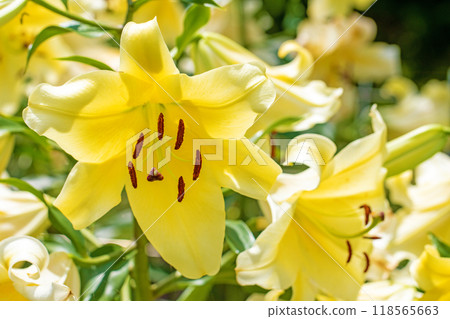 房子周圍鮮花盛開 - 各個季節 - 初夏 - 大而清爽的黃色百合花已經綻放。 118565663