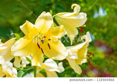 房子周圍鮮花盛開 - 各個季節 - 初夏 - 大而清爽的黃色百合花已經綻放。 房子周圍鮮花盛開 - 各個季節 - 初夏 - 大而清爽的黃色百合花已經綻放。 118565668