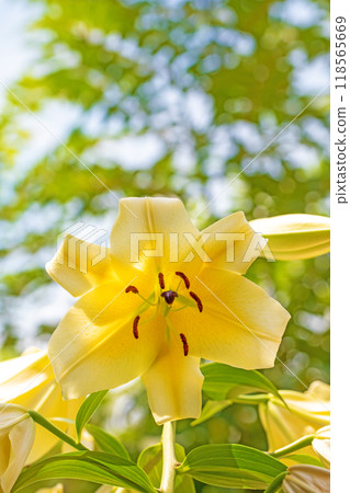 房子周圍鮮花盛開 - 各個季節 - 初夏 - 大而清爽的黃色百合花已經綻放。 房子周圍鮮花盛開 - 各個季節 - 初夏 - 大而清爽的黃色百合花已經綻放。 118565669
