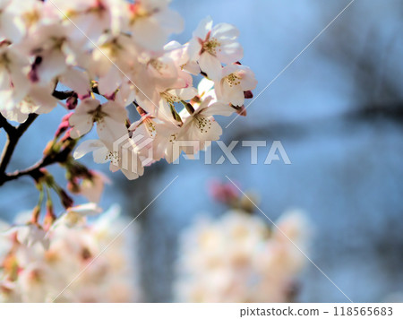 四月盛開的粉紅櫻花“染井吉野” 四月盛開的粉紅櫻花“染井吉野” 118565683