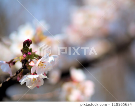 四月盛開的粉紅櫻花“染井吉野” 四月盛開的粉紅櫻花“染井吉野” 118565684