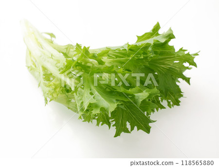 Leaf lettuce Leaf lettuce 118565880