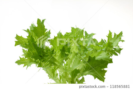 Leaf lettuce Leaf lettuce 118565881