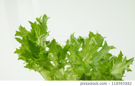 Leaf lettuce 118565882
