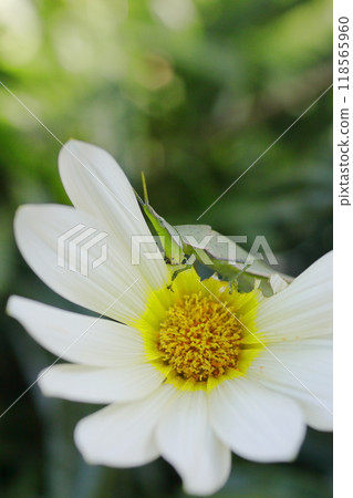 A long-legged grasshopper eating a white Gazania flower 118565960
