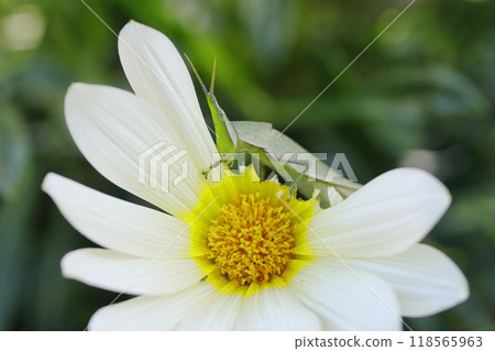 White flower and grasshopper White flower and grasshopper 118565963