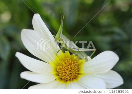 Grasshopper eating a white Gazania flower 118565991
